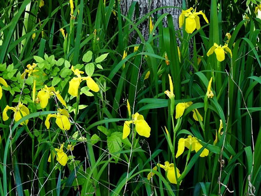 {Iris pseudacorus}